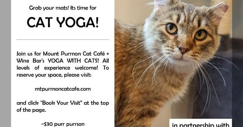 Land Adventures at Mount Purrnon Cat Cafe & Wine Bar