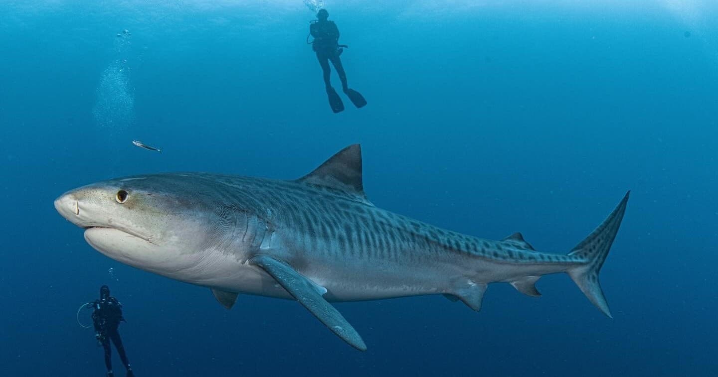 Shark Dives in Jupiter FL Certified Shark-Encounter Scuba Trips Off Florida Coast photo 3