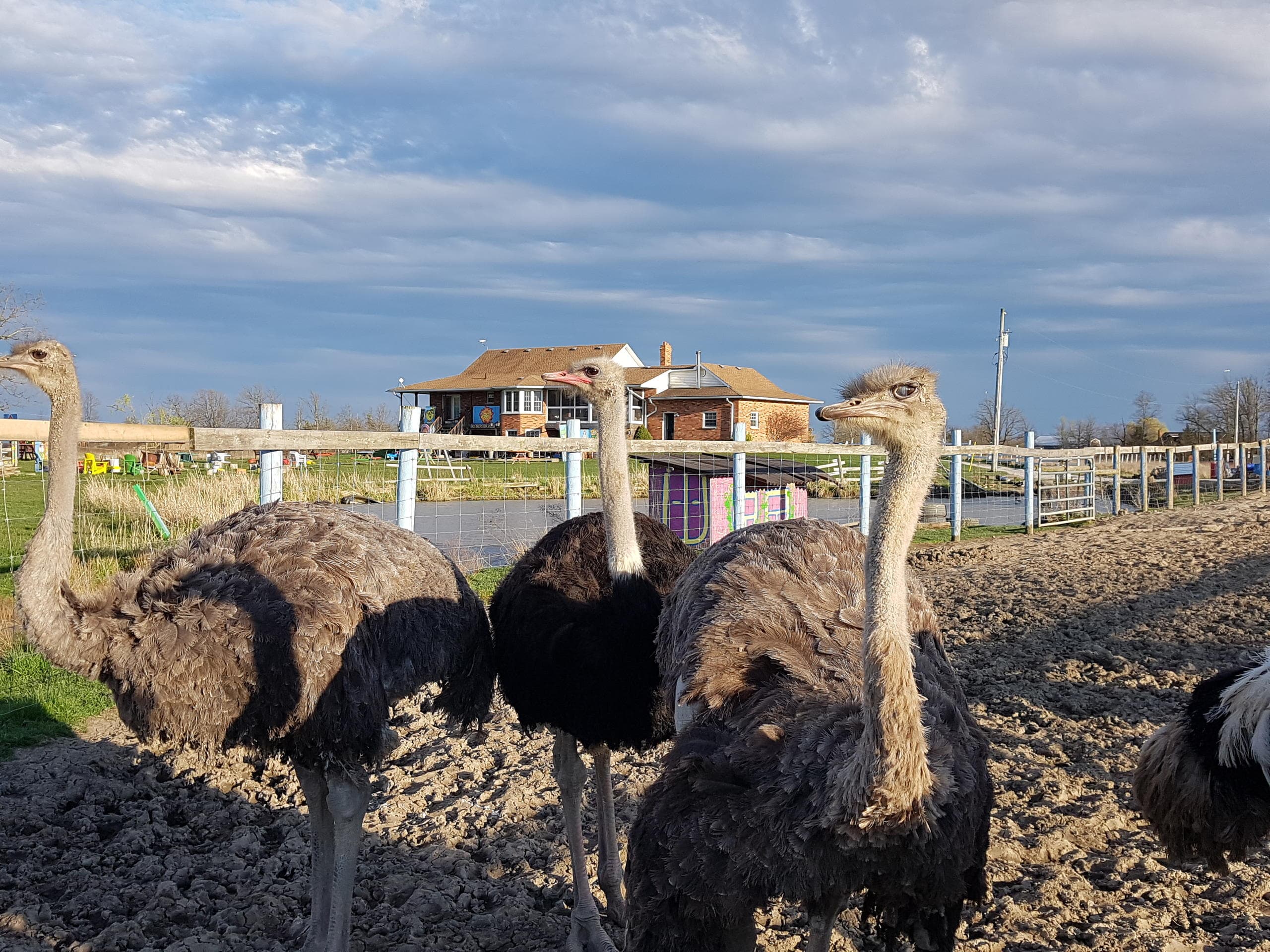 Land Adventures at Ostrich Land: Family Farm Fun Near Gilroy