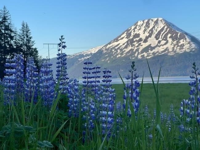 Whittier to Anchorage Cruise Transfer: Wildlife, Glaciers & Coastal Views