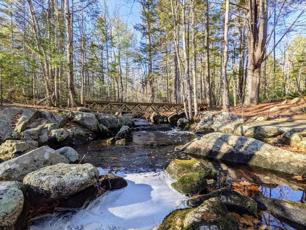 Tyler Brook Mid-Morning Hike: Guided Family Walk Along the Batson River