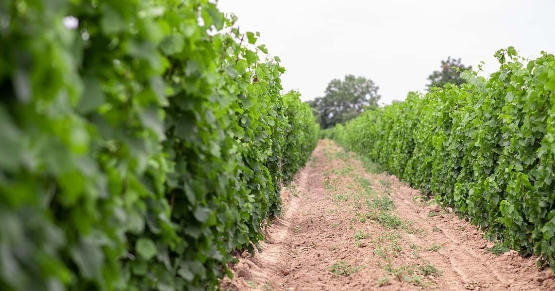 Seasonal Wine Tasting at King’s Court Estate Winery Ltd. in St. Catharines