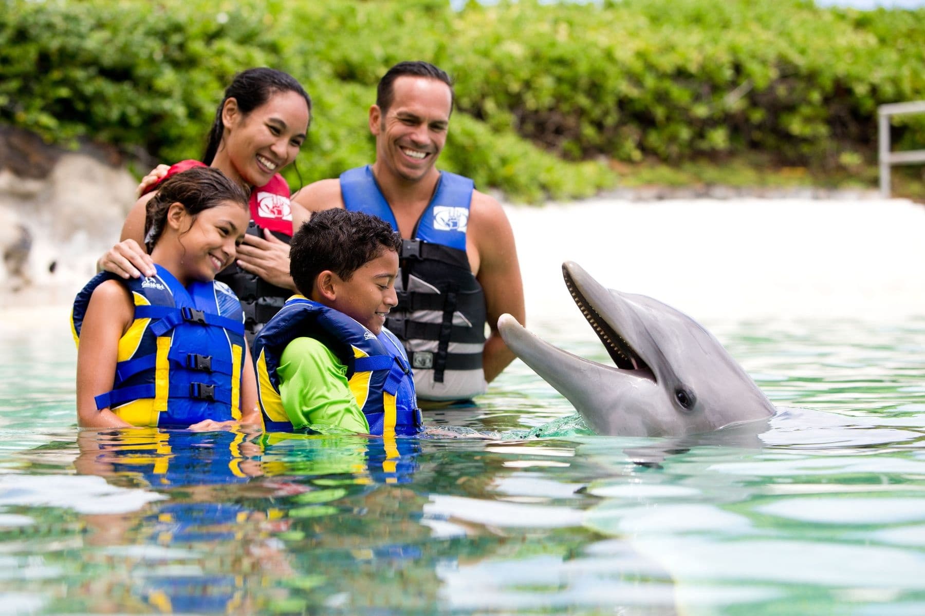 Family swimming with dolphins in shallow lagoon at Sea Life Park