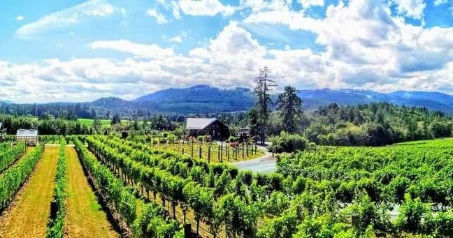 Explore Victoria’s Saanich Peninsula: A Luxurious Wine Tour Experience