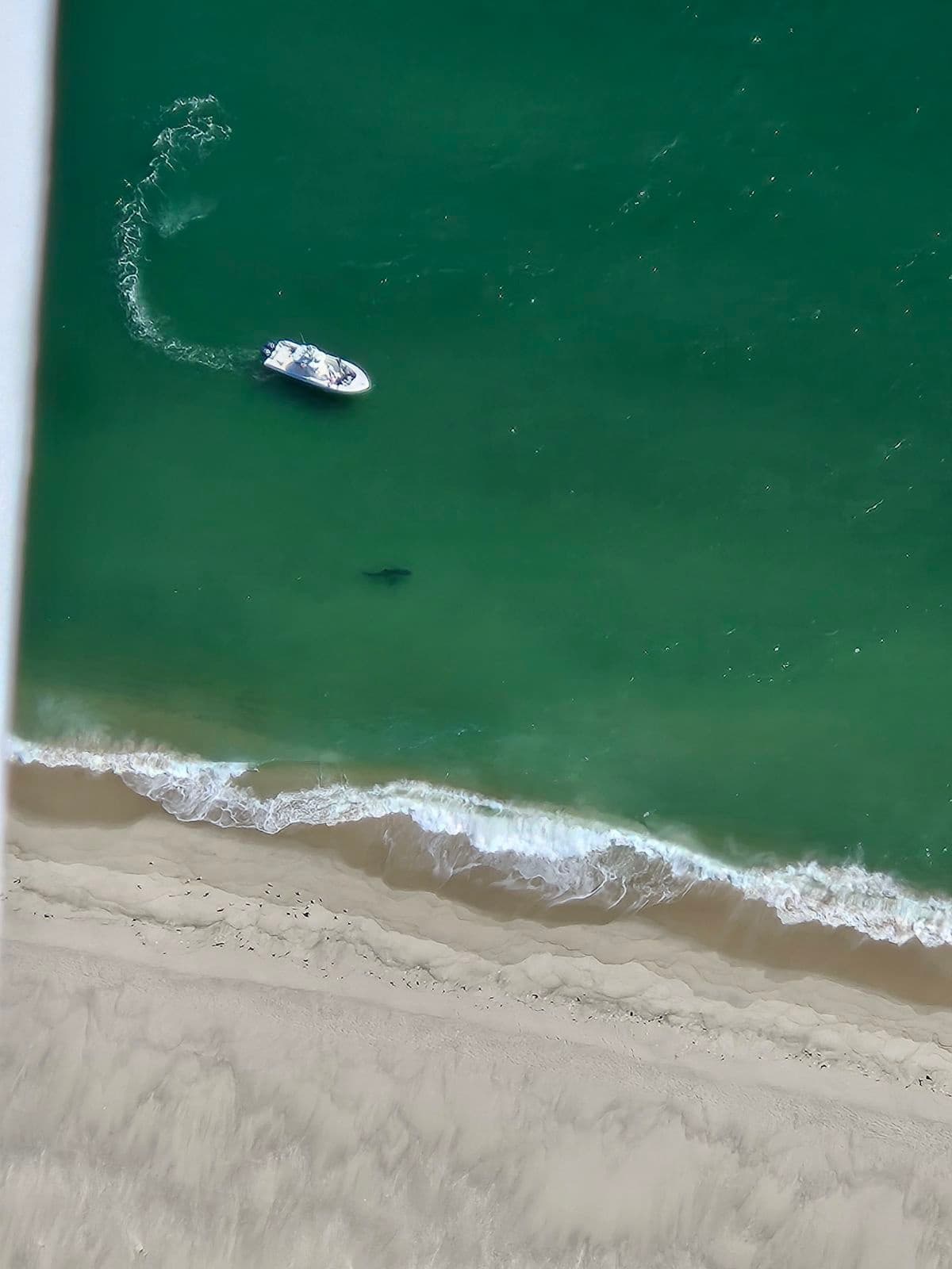 White Shark Charter Adventures in Cape Cod Waters photo 1