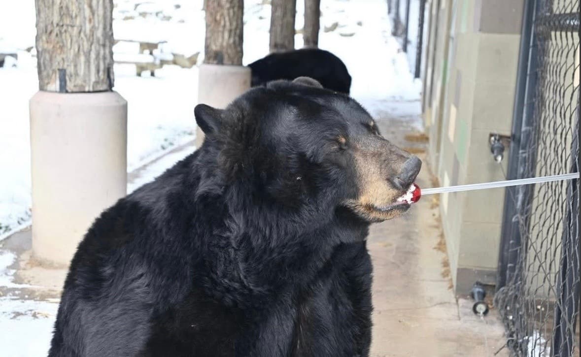 Up-Close with an American Black Bear: N.A. Black Bear Encounter near Grove City, PA