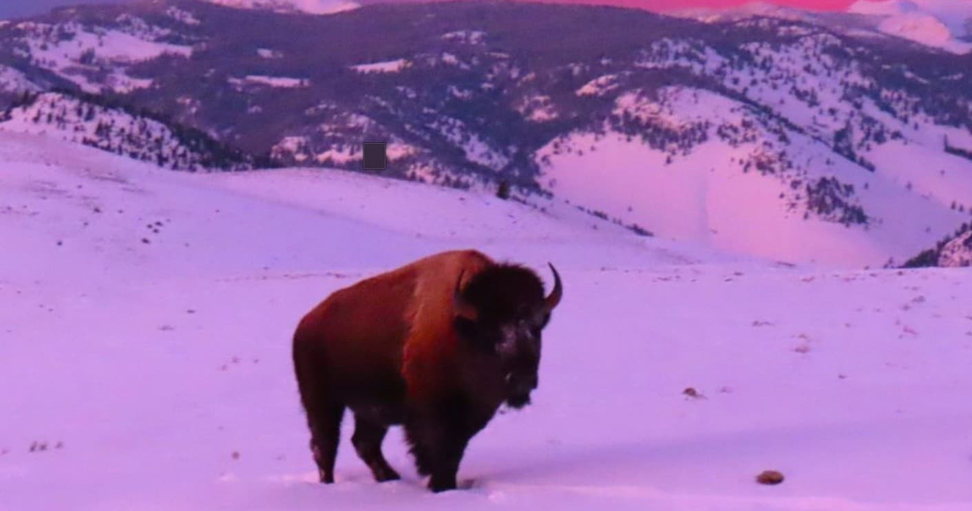 Explore Yellowstone Wildlife on a Winter Multi-Day Adventure from Bozeman, Montana