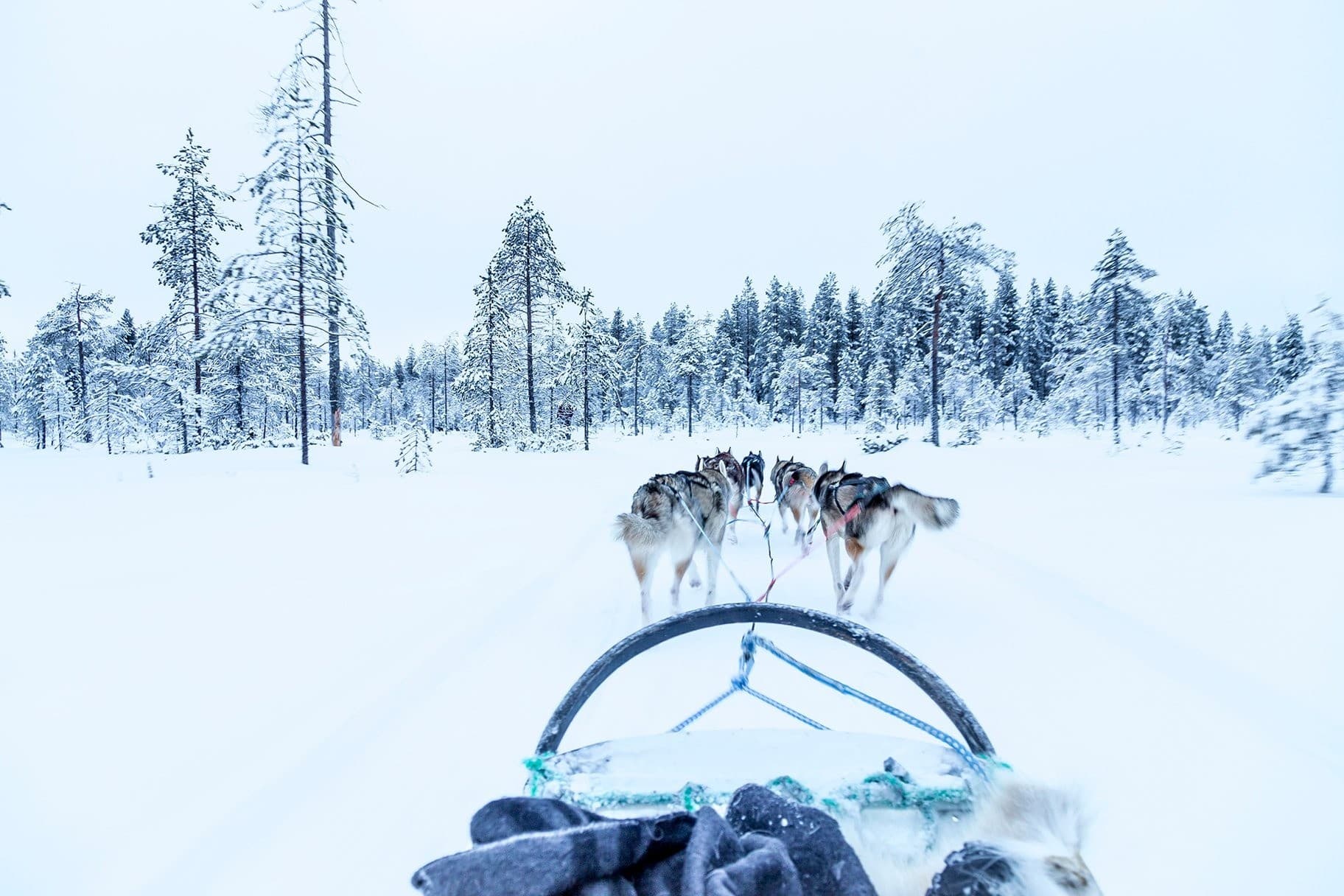 Self-Drive 5KM Husky Ride in Rovaniemi: Arctic Mushing Adventure