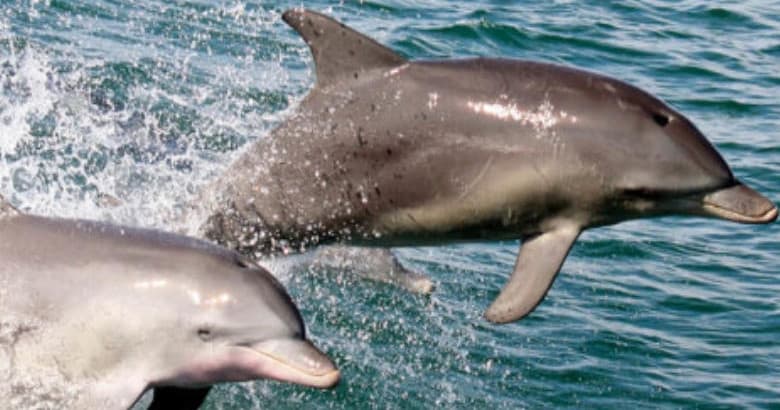 Wild dolphins breaching near boat in coastal waters