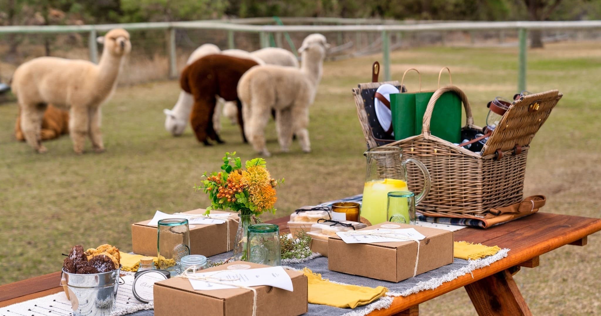 Sunset Alpaca Picnic: Family-Friendly Farm Experience in Bend, Oregon