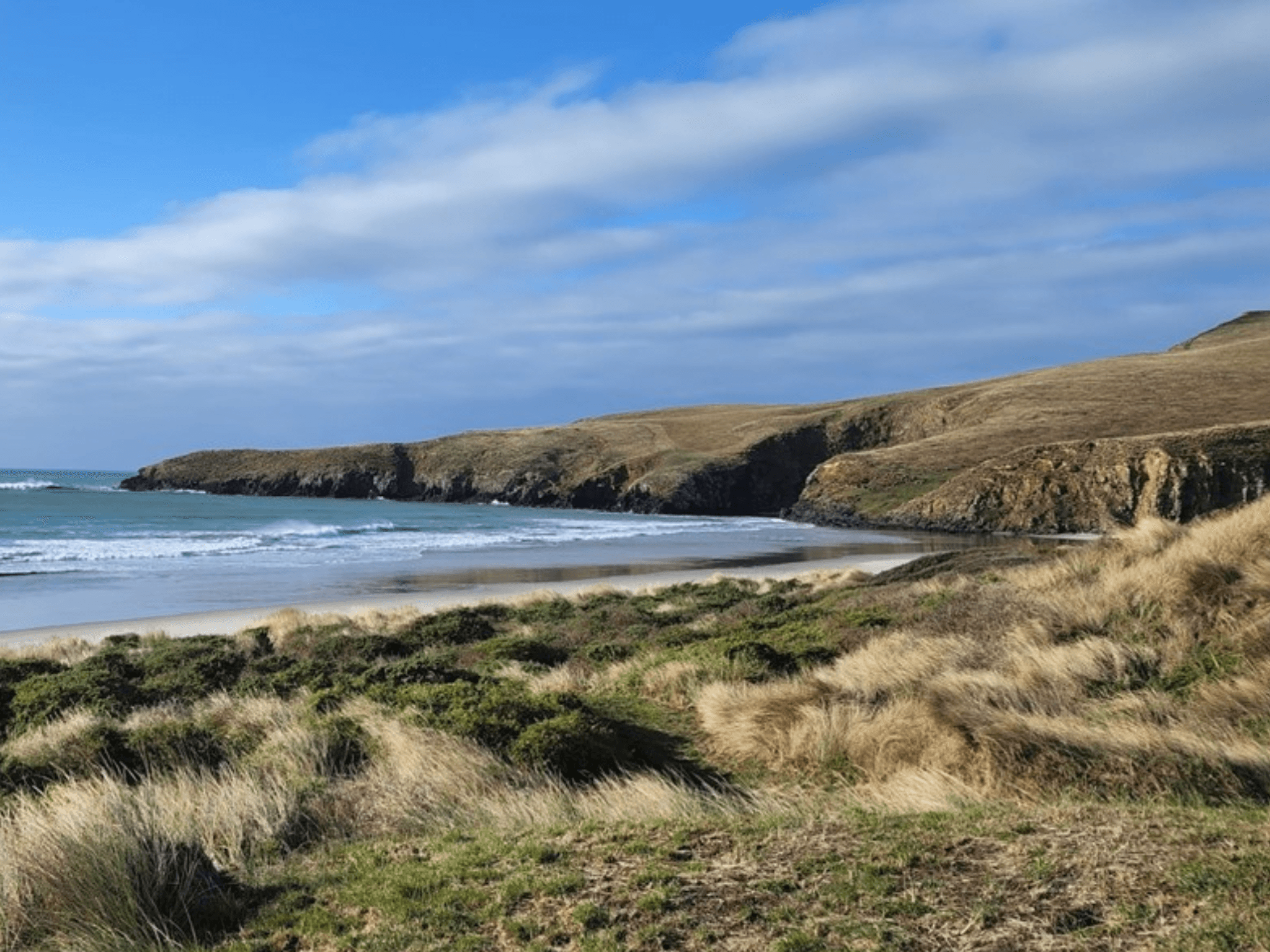 Wildlife Walks & Restoration with The OPERA on Otago Peninsula