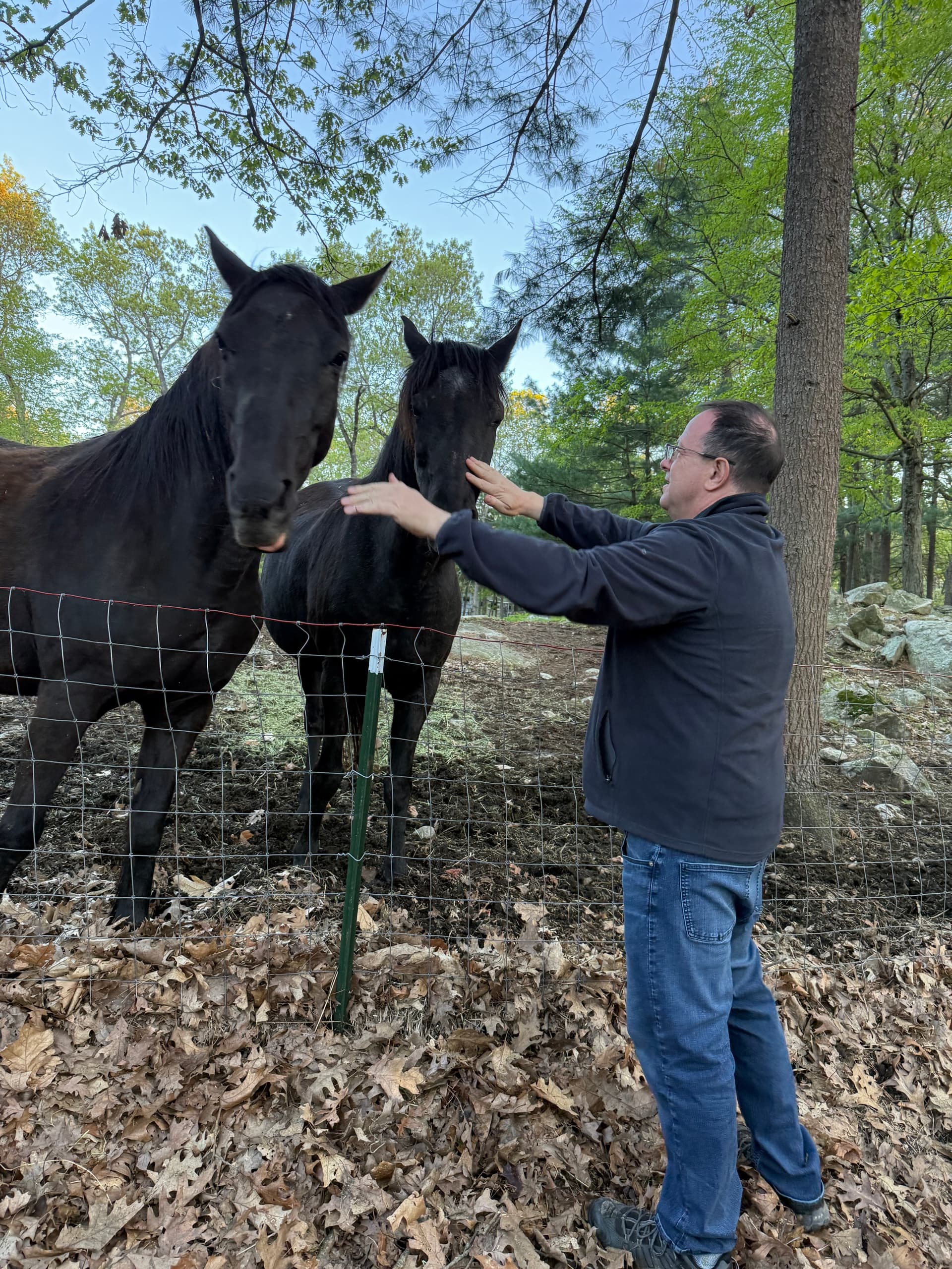 Mindful Morgan Horse Moments with Goats To Go in Georgetown