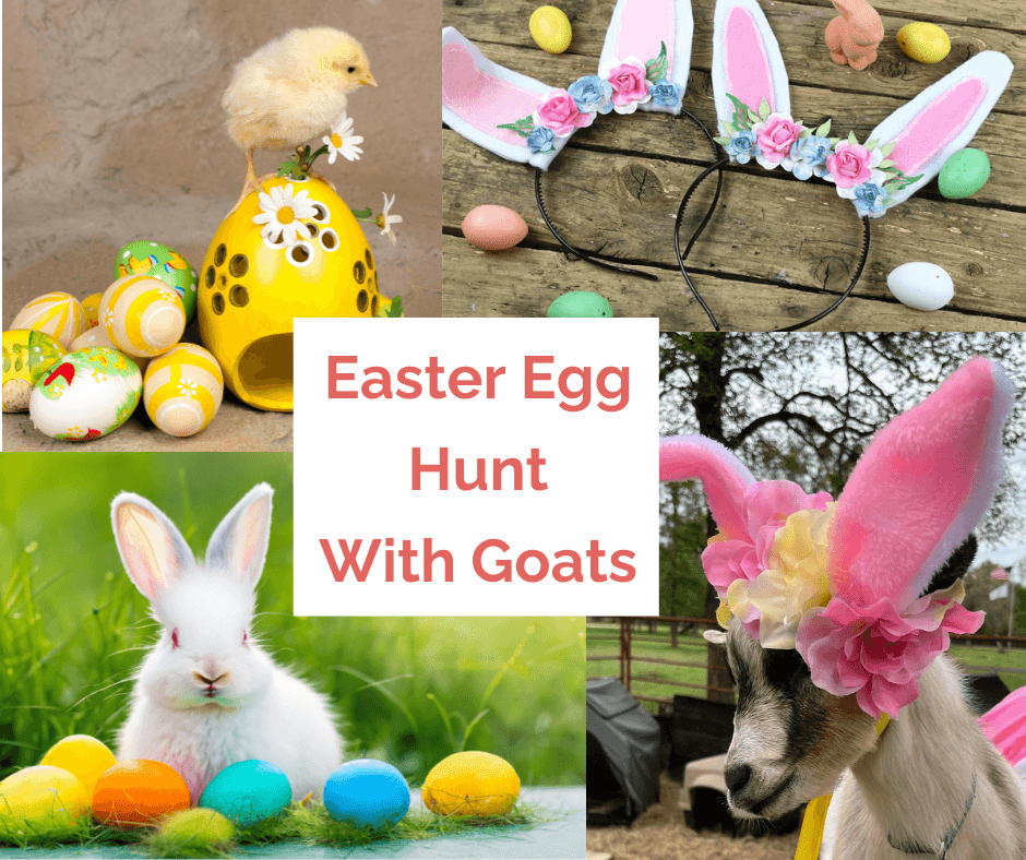 Easter Egg Hunt with Goats in Brookshire, Texas