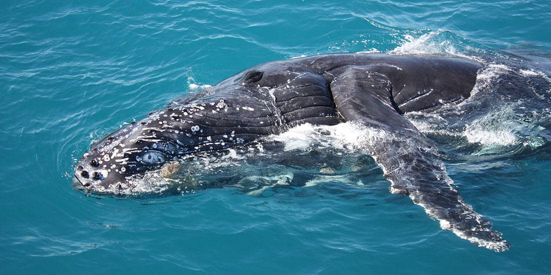 Close-up humpback whale swimming near surface off Broome