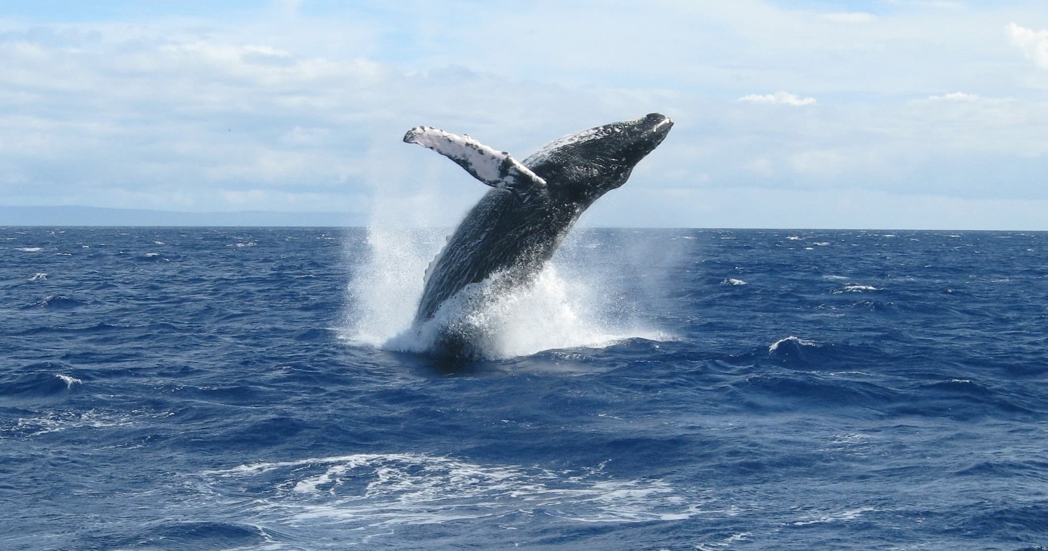 Whale Watching Outrigger Canoe Tours in Maui