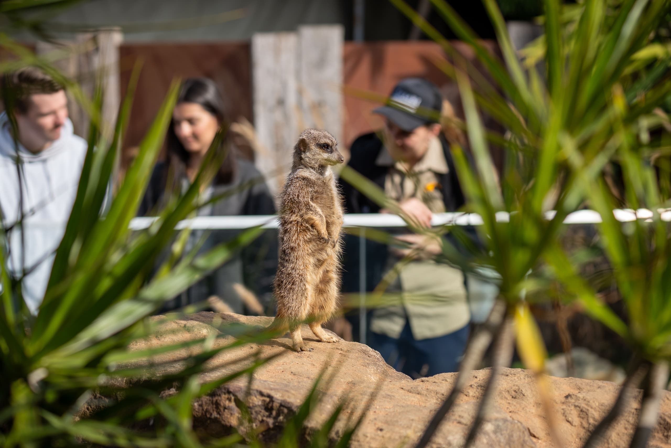 Meerkat standing alert with visitors viewing in outdoor habitat