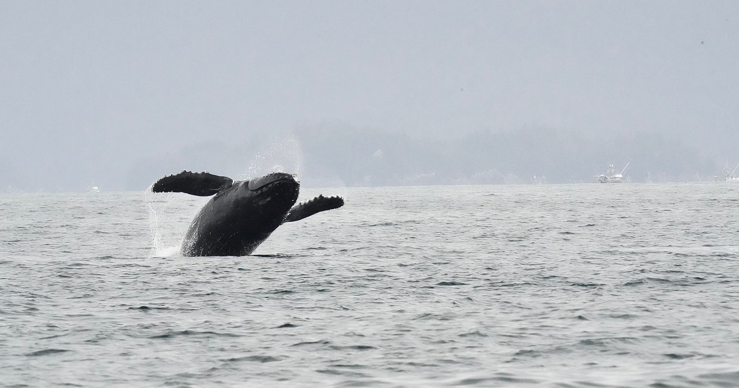 Two-Hour Wildlife Adventure | Wildlife in Sitka, Alaska