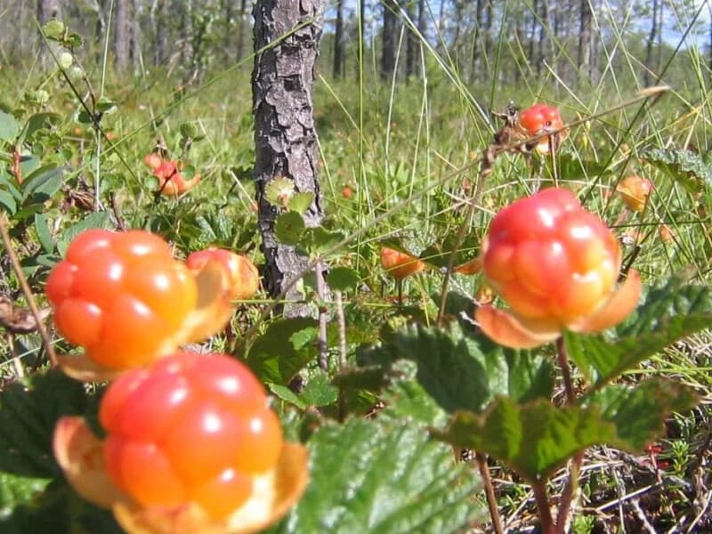 Foraging, Fishing and Photos: 4-Hour Lapland Nature Experience in Rovaniemi photo 1