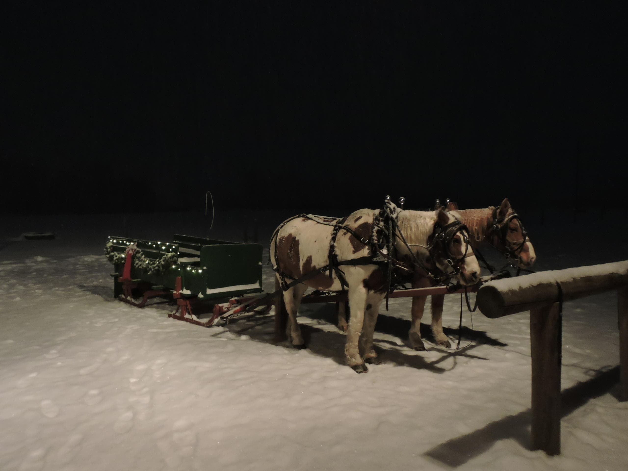 Evening Sleigh Ride with Sunrise Pack Station in Bozeman