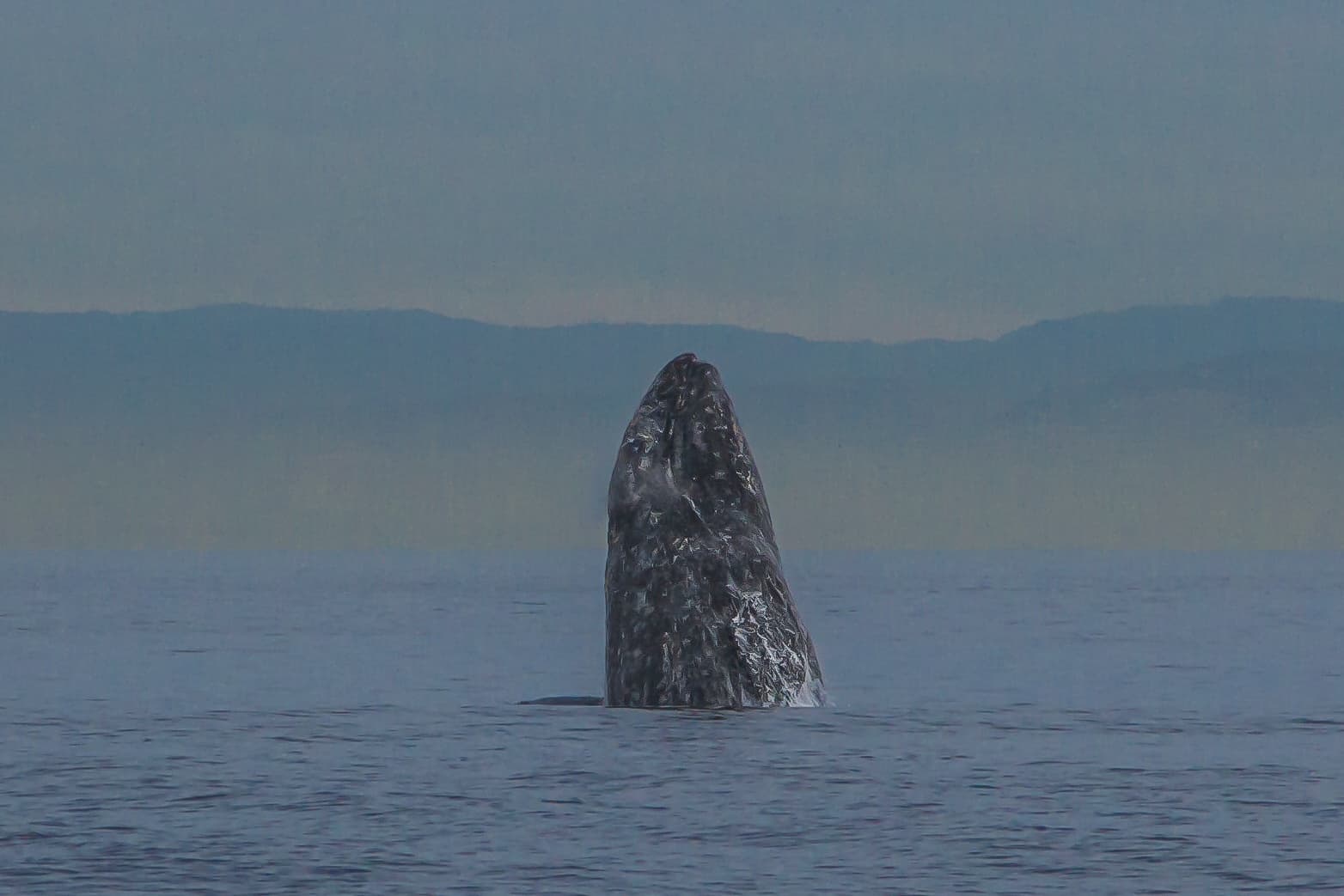 Private Extended Whale Watching Eco-Expedition in Long Beach