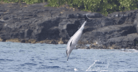 Dolphin breaching near rocky shore on ocean wildlife boat tour