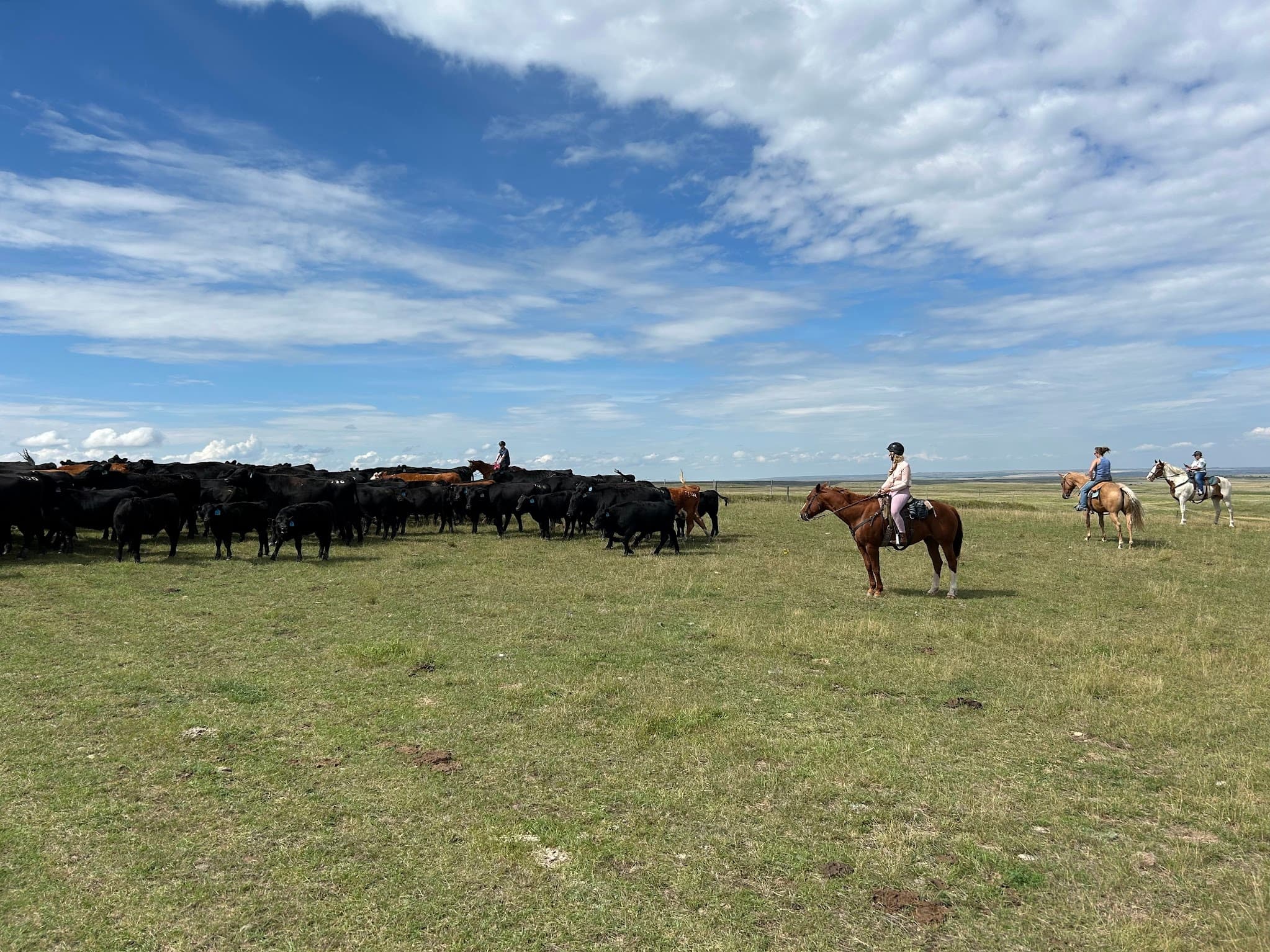Cattle & Coulees: Two-Hour Prairie Ride Near McLain, Mississippi photo 1