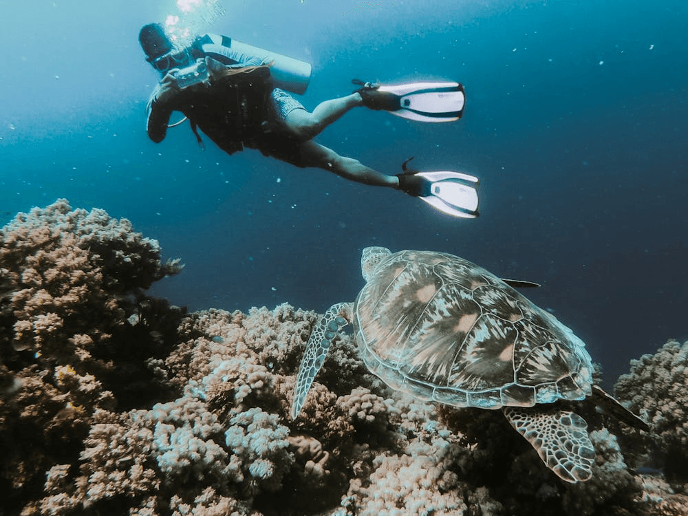Scuba diver swimming alongside green sea turtle over coral reef