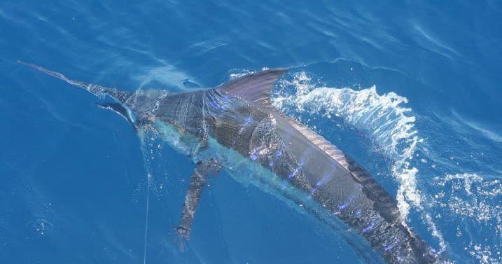 Blue marlin leaping from open Atlantic Ocean during deep-sea fishing