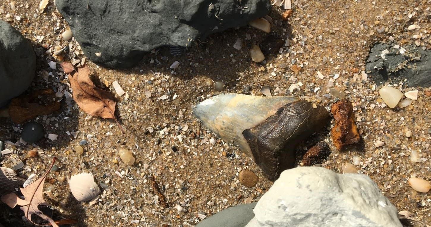 Large fossil shark tooth on pebbly beach shore, fossil hunting