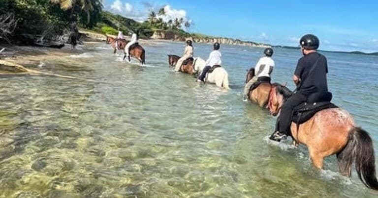 Private Horseback Tours in Stunning Vieques, Puerto Rico