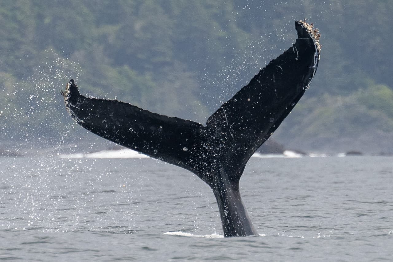 Wildlife & Coastal Views: Whale Watching with The Whale Centre