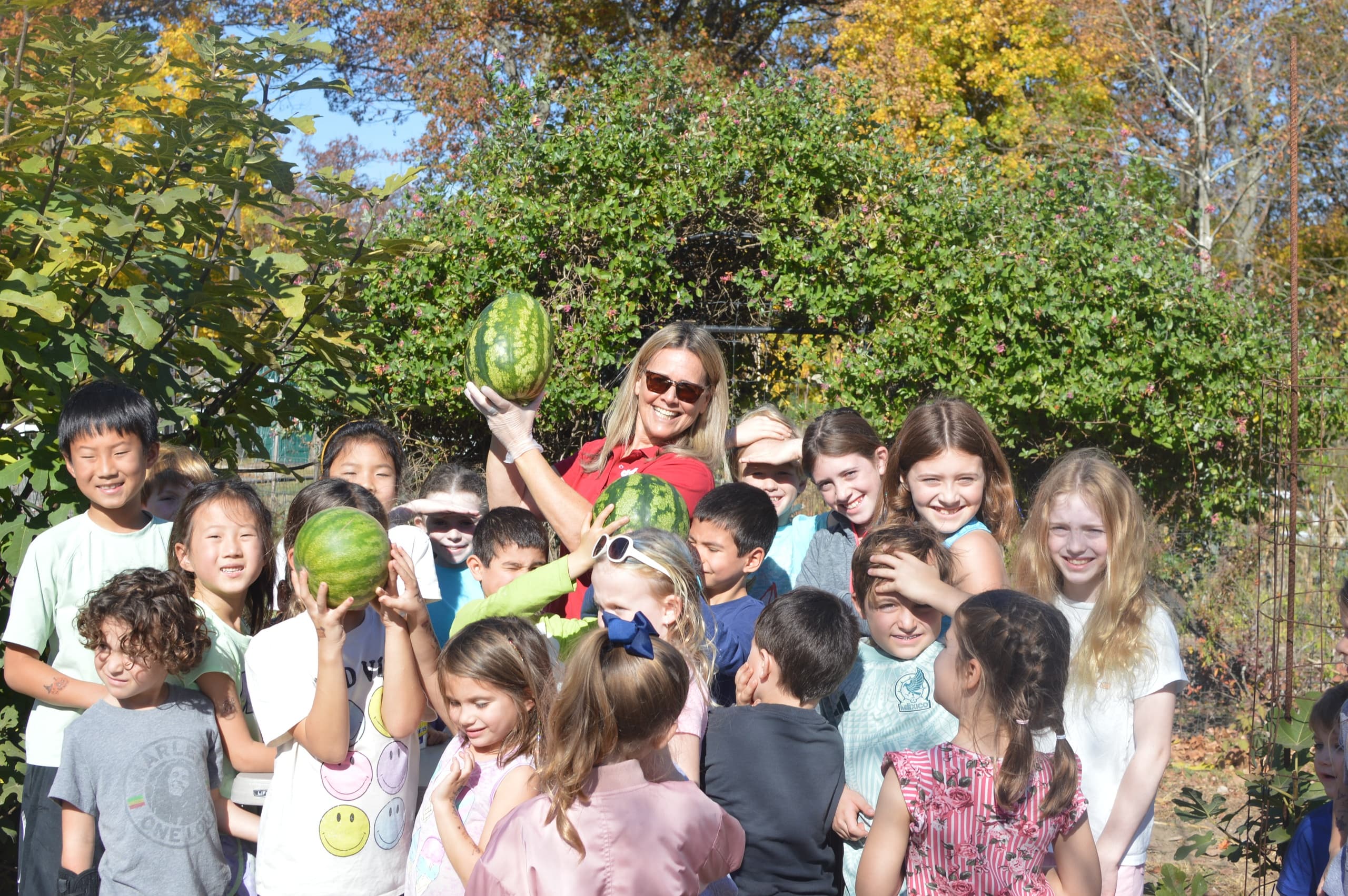 School group harvesting watermelons together in garden