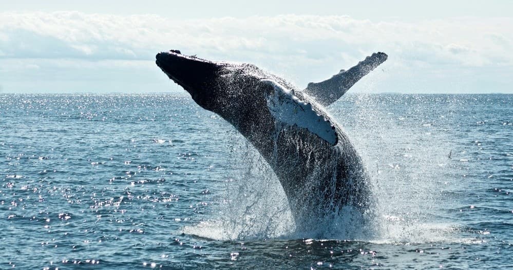Whale Watching in Byron Bay with Byron Bay Dive Centre