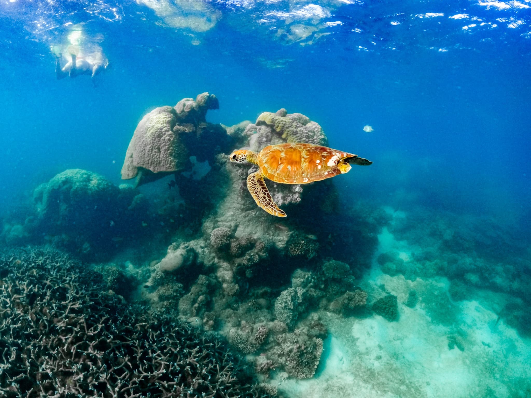 Sea turtle swimming over coral garden in clear tropical reef waters