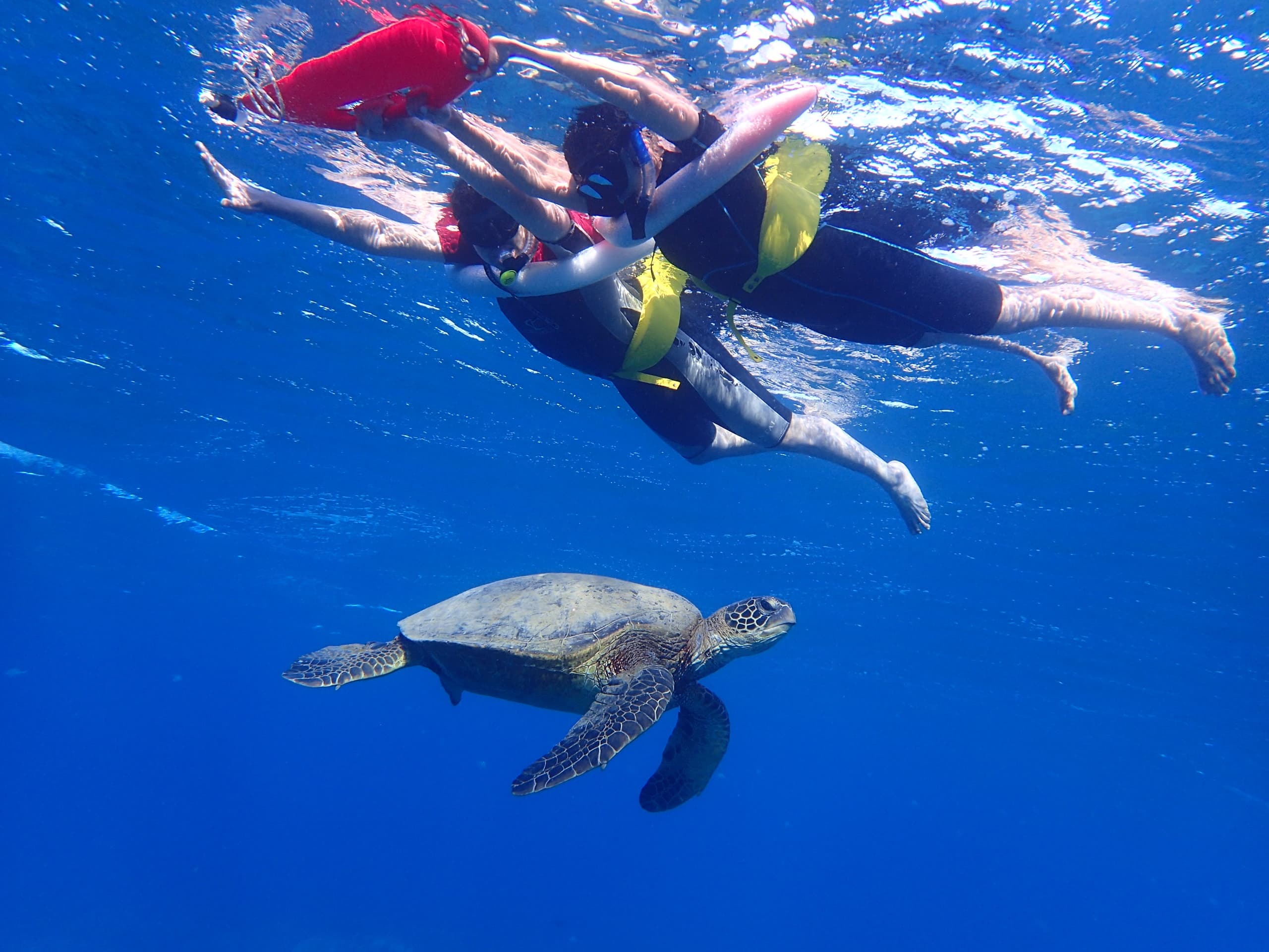 Shore Snorkel with Turtles: Private Maui Tour with Underwater Photos