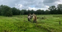 Land Adventures at Sunshine Acres Ranch: Scenic Hay Rides in the Countryside