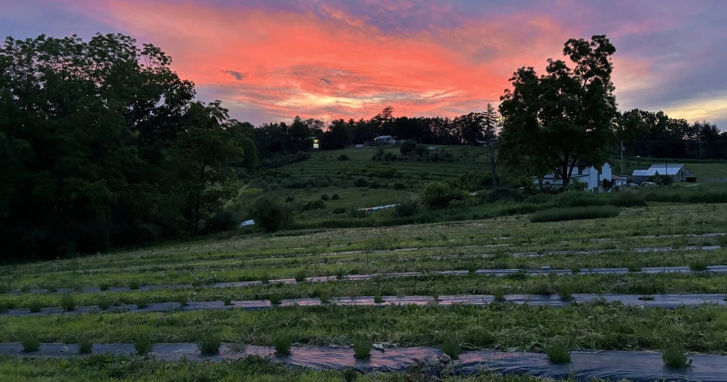 Lavender Photo Sessions at Stone Creek Farms: Summer Portraits in Huntingdon, PA