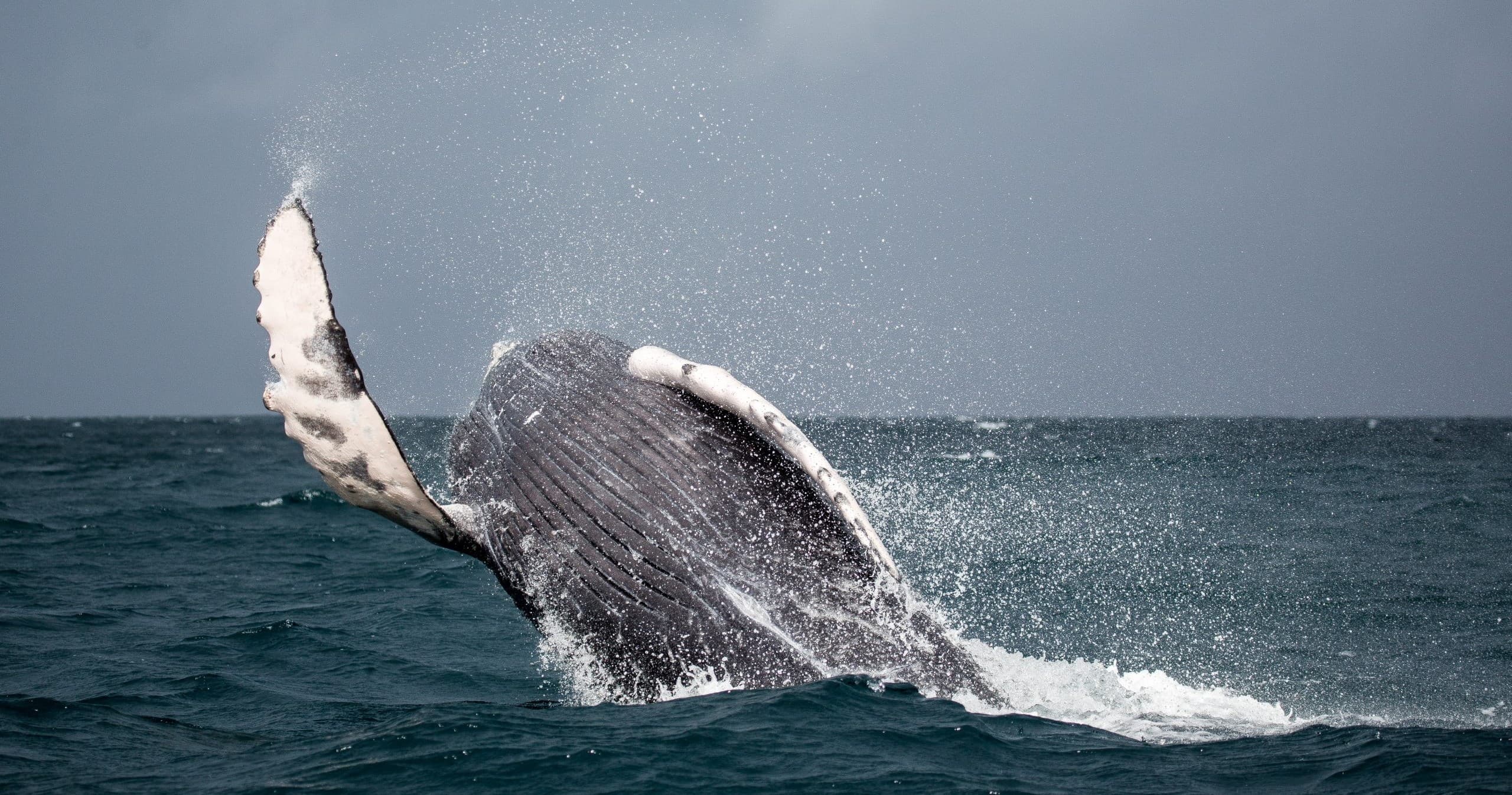 Whale Watching Cruise in Moss Landing, California