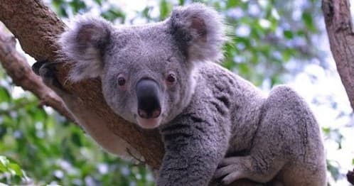 Explore Historic Hahndorf and Cuddle a Koala: A Day Tour from Glenelg