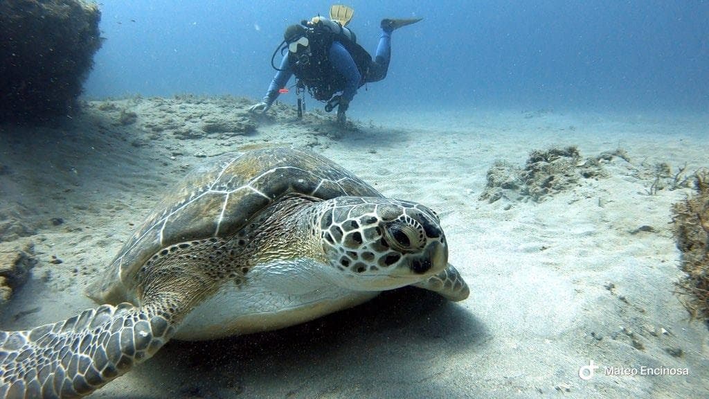 Scuba Diving in Jupiter with Scuba Works