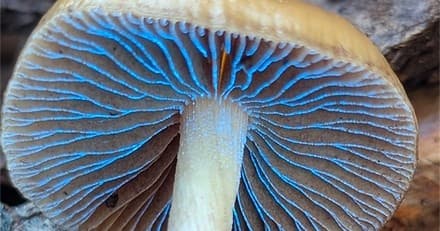 Foraging Fungi on Mount Shasta: Guided Mushroom Walks in Siskiyou County photo 3