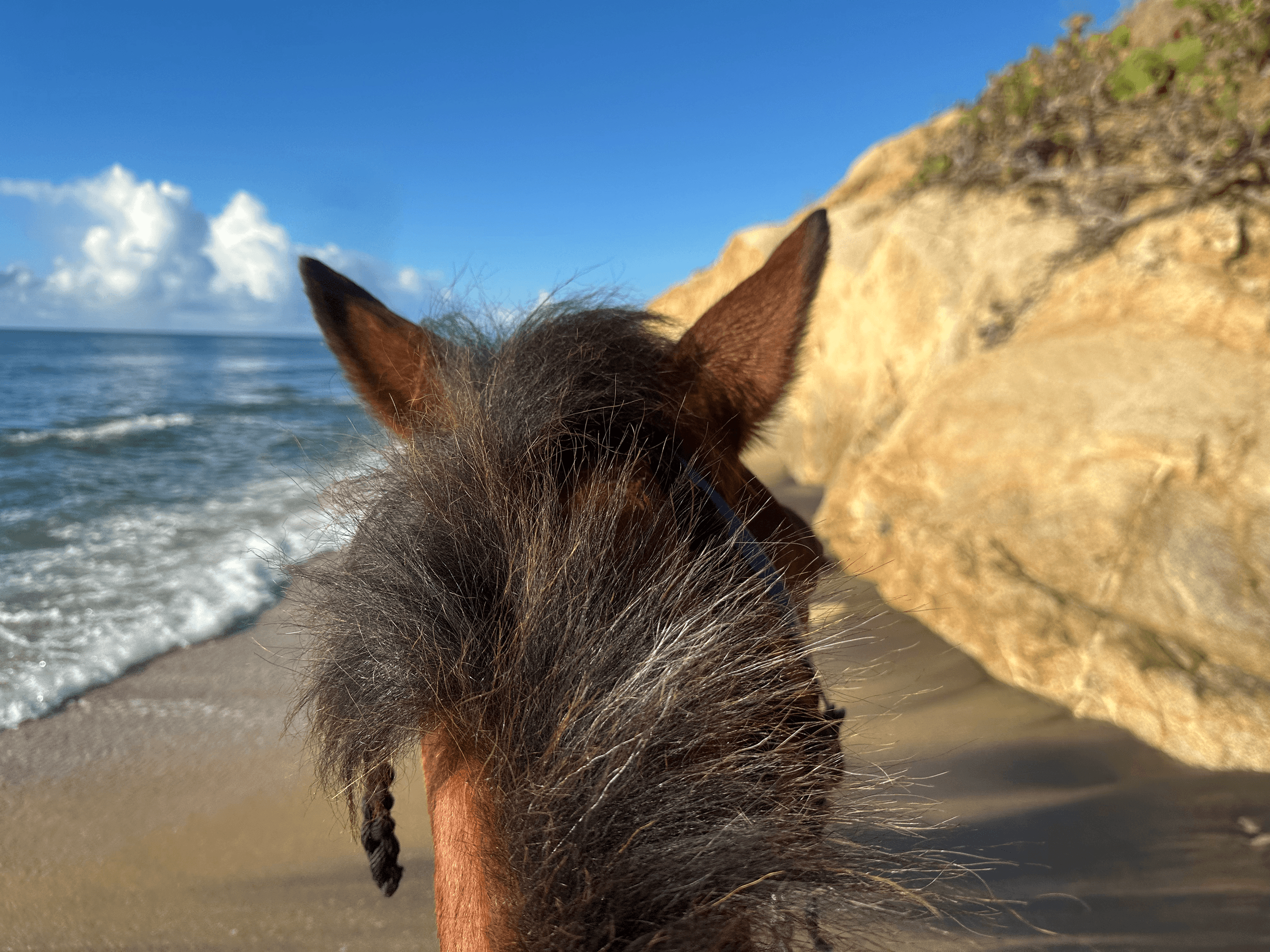 Paso Fino Coastal Ride: One-Hour Horseback Adventure in Vieques, Puerto Rico