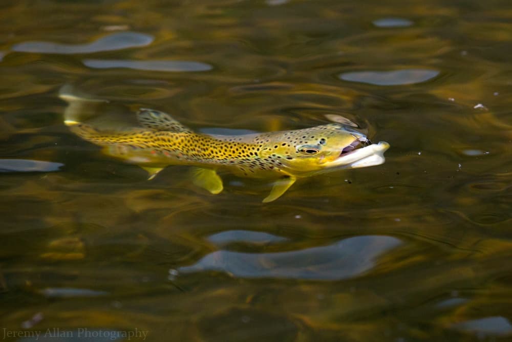 Brown trout swimming near surface in clear river water