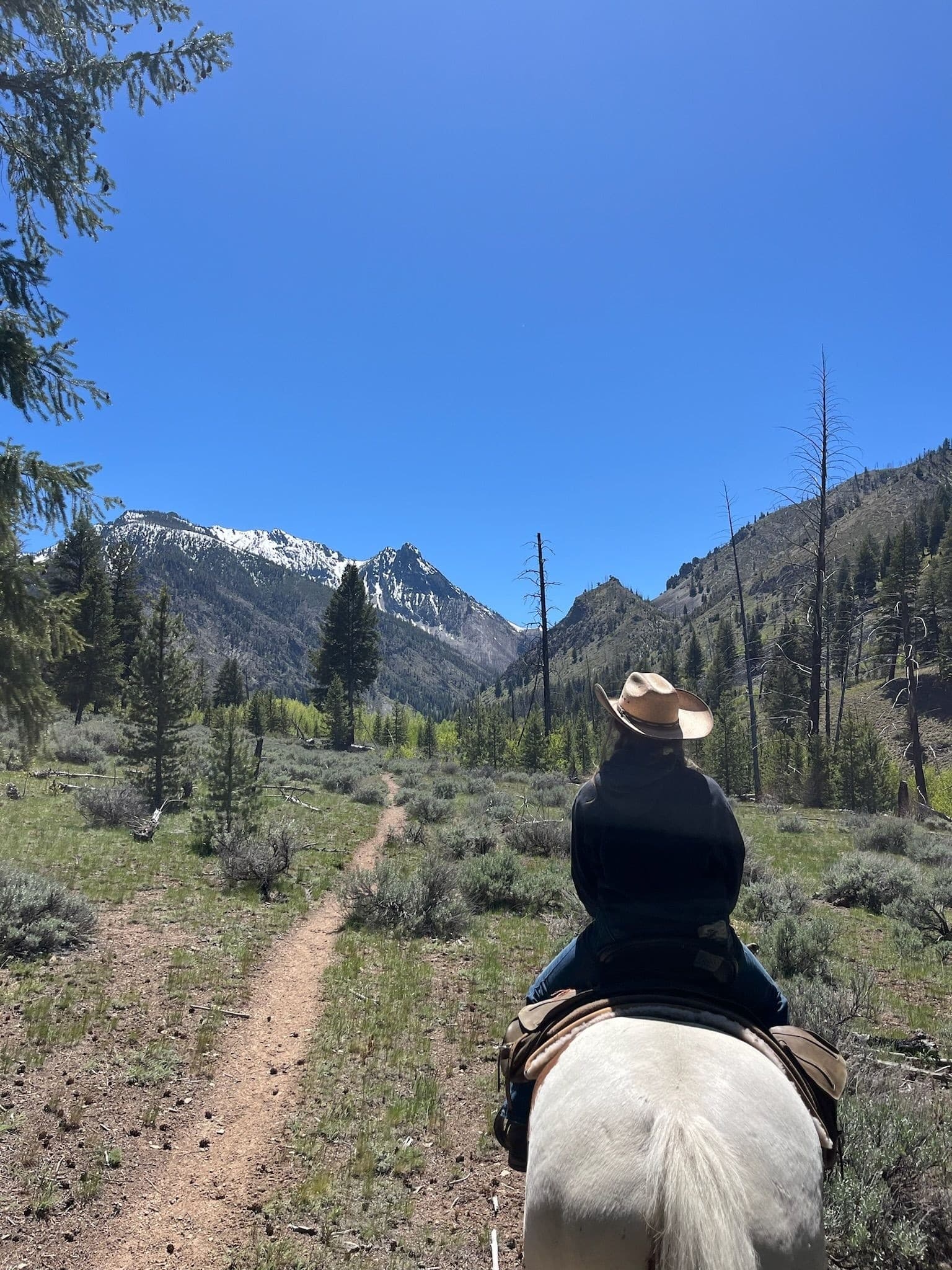 2-Hour Trail Ride in the Trinity Alps: Scenic Horseback Adventure from Trinity Center photo 1
