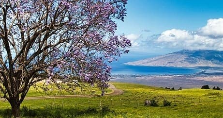 Flowering tree on coastal meadow overlooking ocean and island