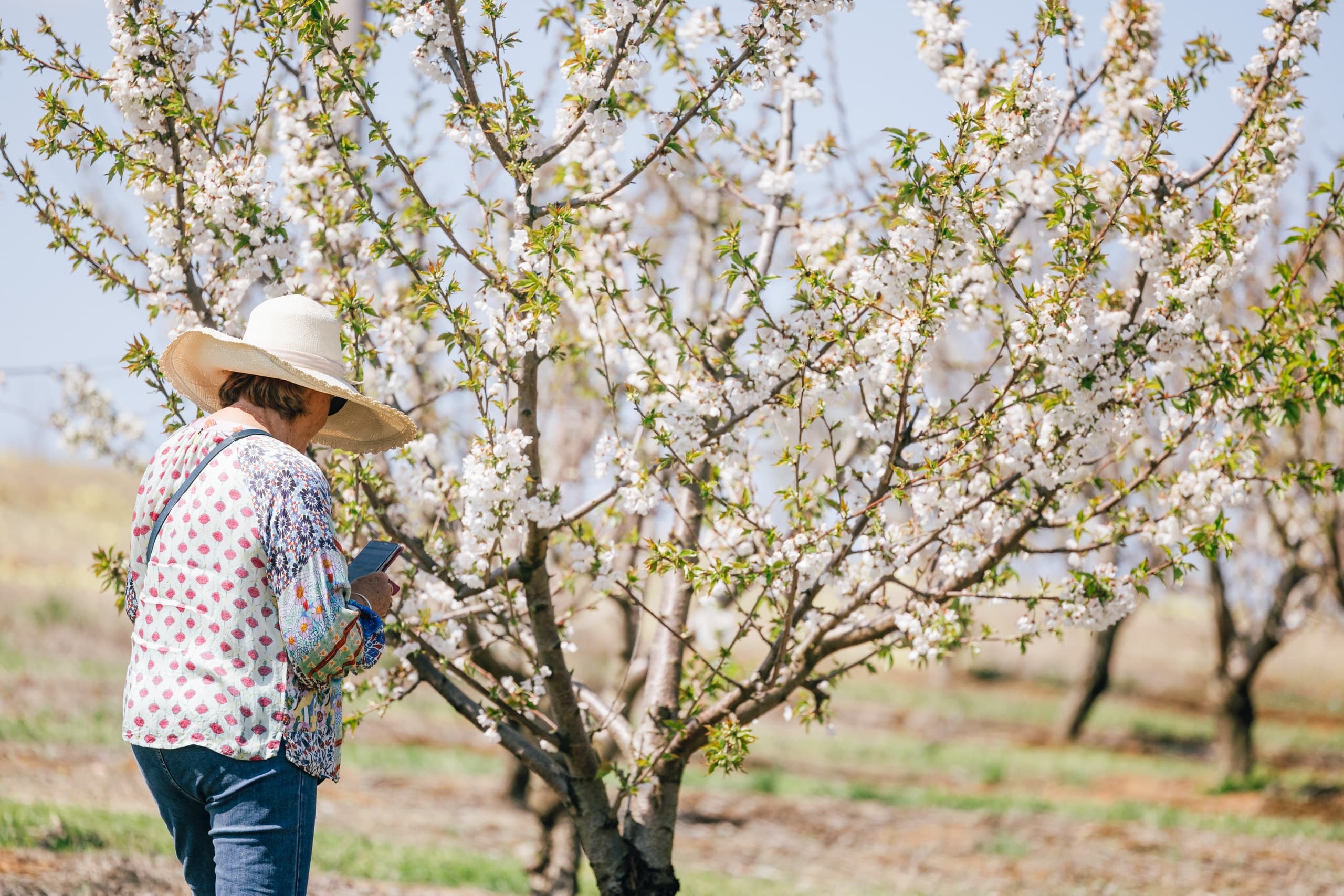 Person inspecting blossoming fruit tree in outdoor orchard hands-on tour