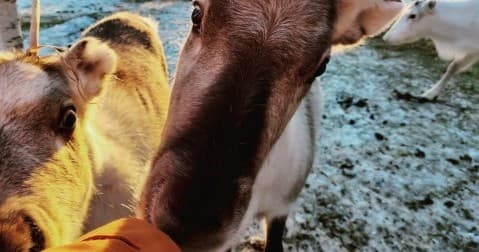 Reindeer Paddock Visits at Northern Lights Village Pyhä