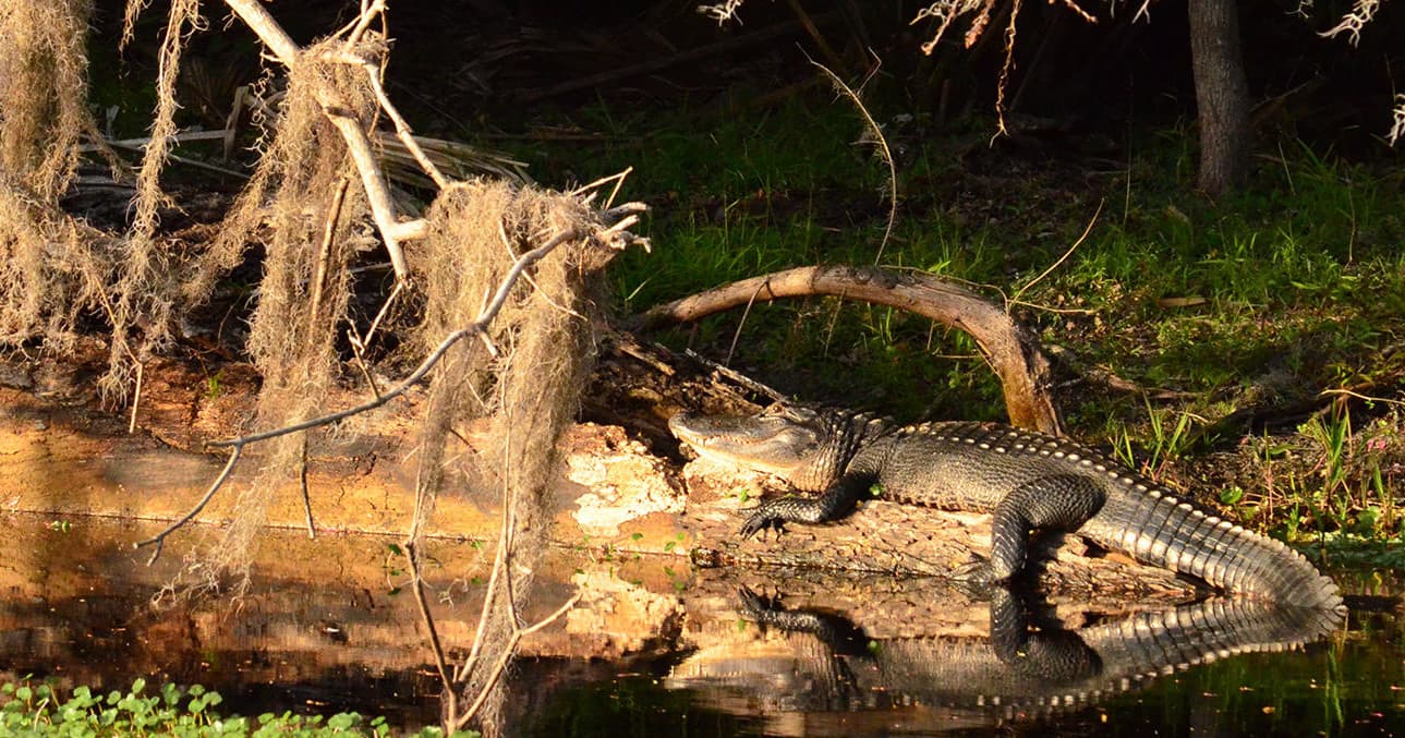 Wildlife & Nature Tour with St. John’s River Eco Tours in De Bary