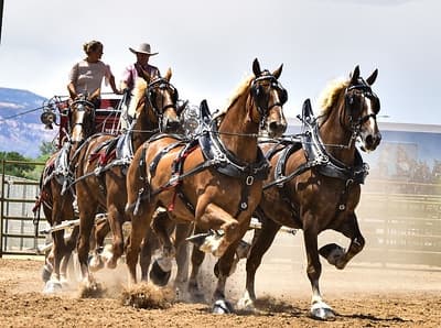 Classic 6-Horse Draft Show in Grand Junction, CO