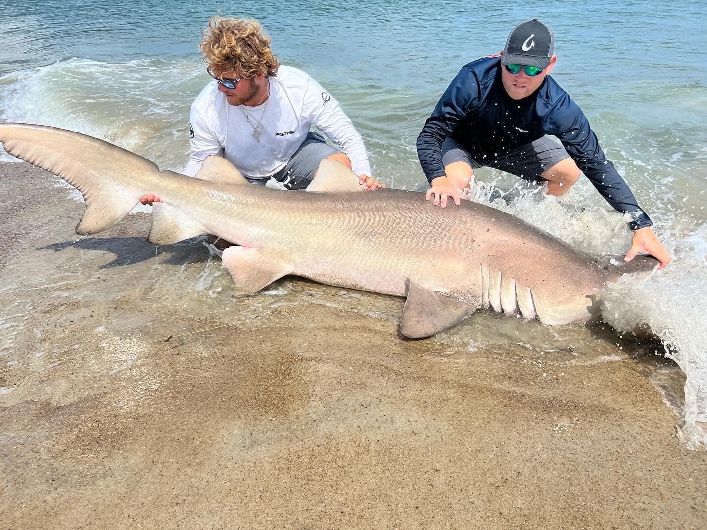 Anglers releasing large shark on sandy beach, shore fishing